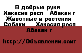 В добрые руки - Хакасия респ., Абакан г. Животные и растения » Собаки   . Хакасия респ.,Абакан г.